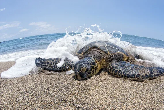 Hawaiian green sea turtle